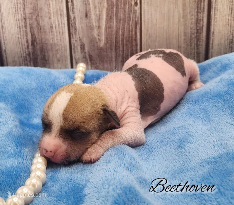 👉 Hairless Chinese Crested Chihuahua – Unique Markings Male Toy | NC – Chihuahua, Chinese Crested puppy for sale in Greensboro, NC