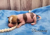 👉 Hairless Chinese Crested Chihuahua – Unique Markings Male Toy | NC, a male Chihuahua and Chinese Crested for sale in Greensboro, NC – Photo 7 of 10