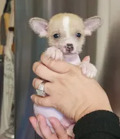 👉 Hairless Chinese Crested Chihuahua – Unique Markings Male Toy | NC, a male Chihuahua and Chinese Crested for sale in Greensboro, NC – 6 of 9