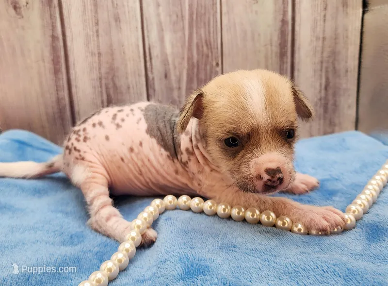 👉 Hairless Chinese Crested Chihuahua – Unique Markings Male Toy | NC – Chihuahua, Chinese Crested puppy for sale in Greensboro, NC