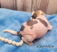 👉 Hairless Chinese Crested Chihuahua – Unique Markings Male Toy | NC, a male Chihuahua and Chinese Crested for sale in Greensboro, NC – Photo 4 of 10