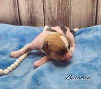 👉 Hairless Chinese Crested Chihuahua – Unique Markings Male Toy | NC, a male Chihuahua and Chinese Crested for sale in Greensboro, NC – Photo 6 of 10