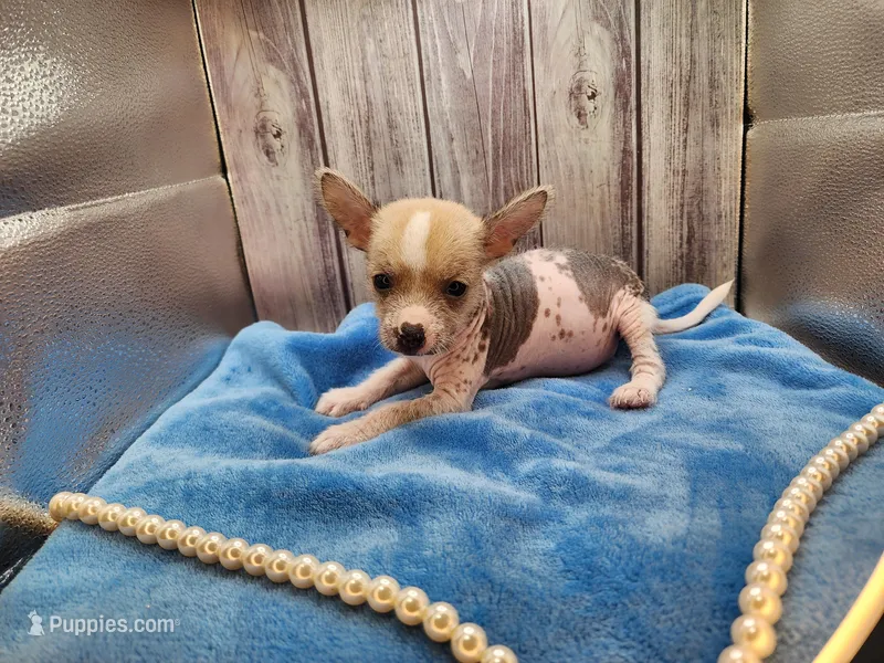 👉 Hairless Chinese Crested Chihuahua – Unique Markings Male Toy | NC – Chihuahua, Chinese Crested puppy for sale in Greensboro, NC