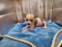 👉 Hairless Chinese Crested Chihuahua – Unique Markings Male Toy | NC, a male Chihuahua and Chinese Crested for sale in Greensboro, NC – 1 of 9