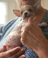 👉 Hairless Chinese Crested Chihuahua – Unique Markings Male Toy | NC, a male Chihuahua and Chinese Crested for sale in Greensboro, NC – 5 of 9