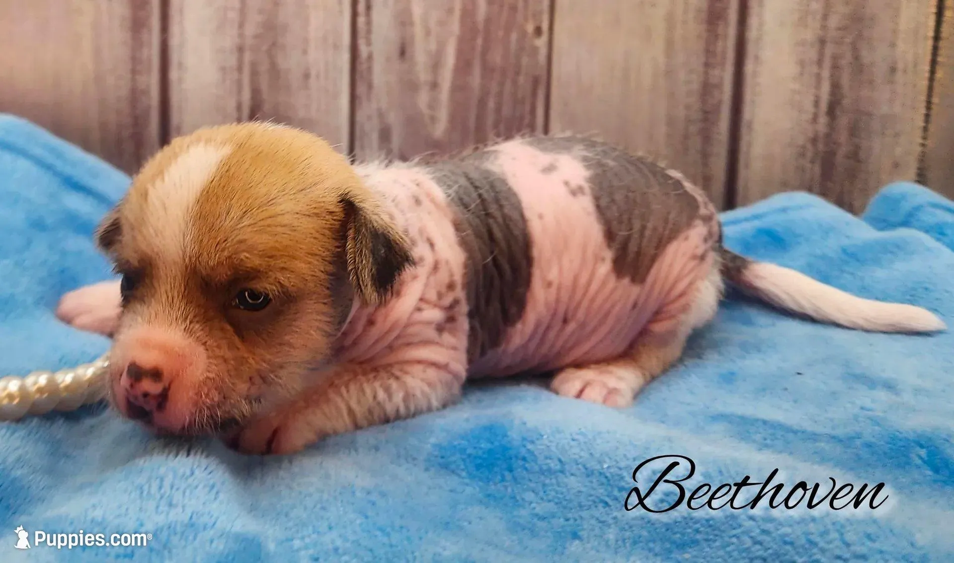 👉 Hairless Chinese Crested Chihuahua – Unique Markings Male Toy | NC, a male Chihuahua and Chinese Crested for sale in Greensboro, NC – 7 of 9