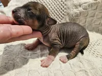 Dumping , a male Chihuahua and Chinese Crested for sale in Greensboro, NC – 3 of 8