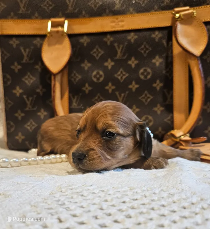 Honey Bear  – Miniature Dachshund puppy for sale in Greensboro, NC