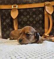 Honey Bear , a male Miniature Dachshund for sale in Greensboro, NC – 7 of 9