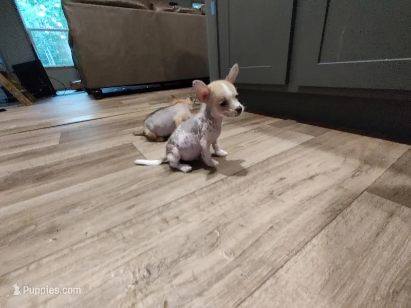 Beethoven hairless  – Chihuahua puppy for sale in Greensboro, NC