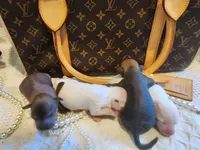 Chio, a male Chihuahua and Chinese Crested for sale in Greensboro, NC – 4 of 6