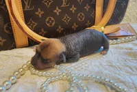 Chio, a male Chihuahua and Chinese Crested for sale in Greensboro, NC – 3 of 6