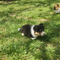 Dalles, a female Pembroke Welsh Corgi for sale in Greensboro, NC – Photo 3 of 4