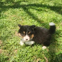 Dalles, a female Pembroke Welsh Corgi for sale in Greensboro, NC – Photo 2 of 4
