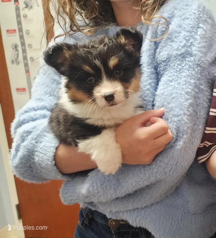 Dalles – Pembroke Welsh Corgi puppy for sale in Greensboro, NC