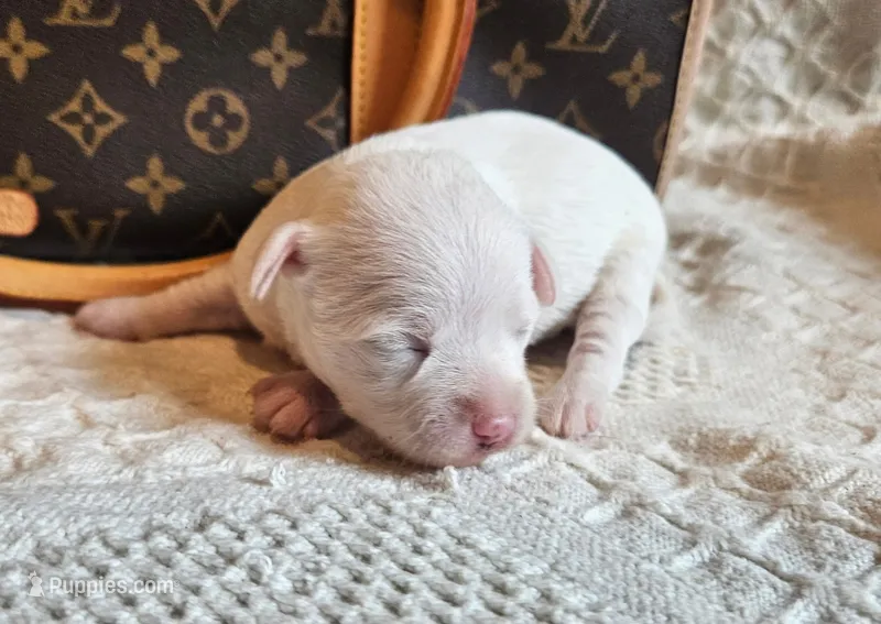Ice  – Chihuahua, Chinese Crested puppy for sale in Greensboro, NC