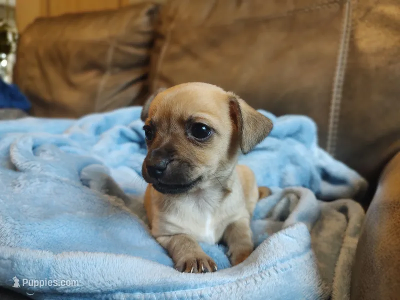 Savannah – Chinese Crested puppy for sale in Greensboro, NC