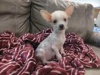 Musketeer hairless ( , a male Chihuahua and Chinese Crested for sale in Greensboro, NC – 3 of 4
