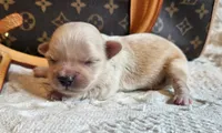 Chanel , a female Chinese Crested for sale in Greensboro, NC – 1 of 2