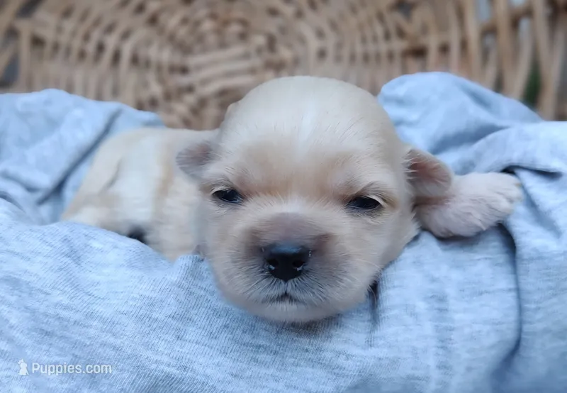 Chanel  – Chinese Crested puppy for sale in Greensboro, NC