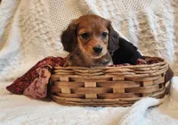 Honey Bear , a male Miniature Dachshund for sale in Greensboro, NC – 1 of 9