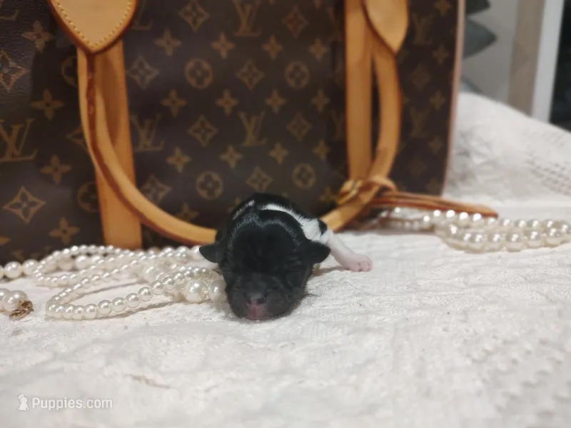 Mia – Chihuahua puppy for sale in Greensboro, NC