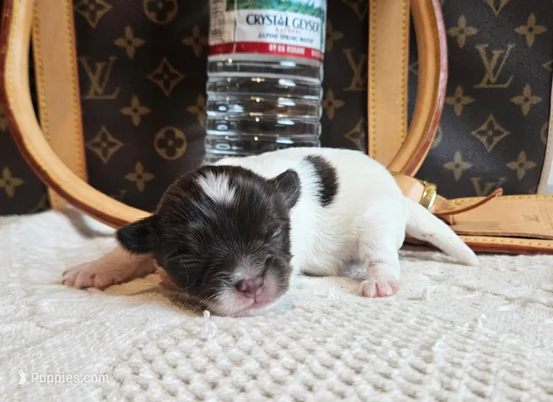 Buddha Bear 🐻  – Chihuahua puppy for sale in Greensboro, NC