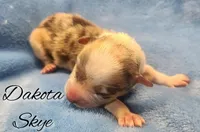 Dakota Skye – Rare Chocolate Merle Pembroke Welsh Corgi Female 🤎✨, a female Pembroke Welsh Corgi for sale in Greensboro, NC – Photo 2 of 4