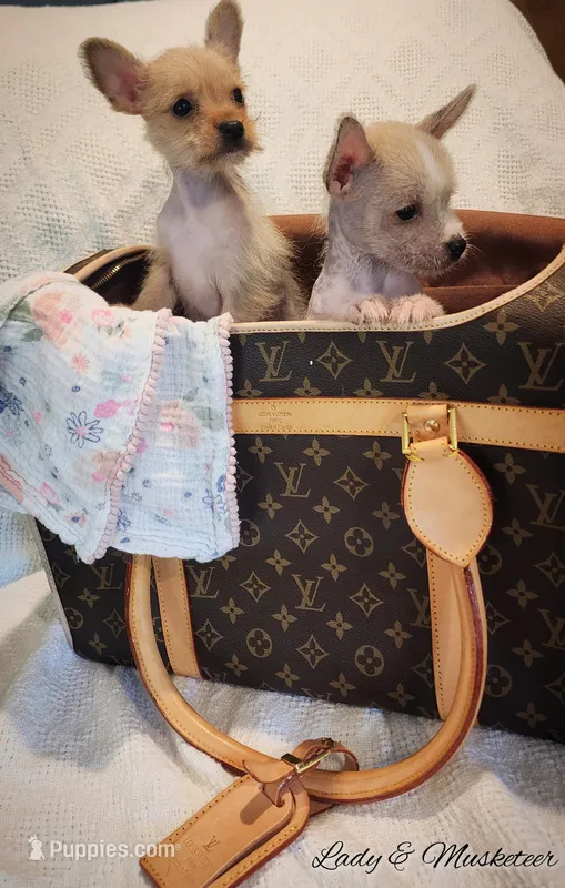 Musketeer hairless – Chihuahua, Chinese Crested puppy for sale in Greensboro, NC
