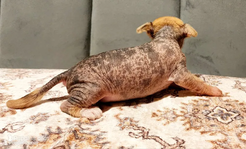 Pumpkin  – Chinese Crested puppy for sale in Greensboro, NC