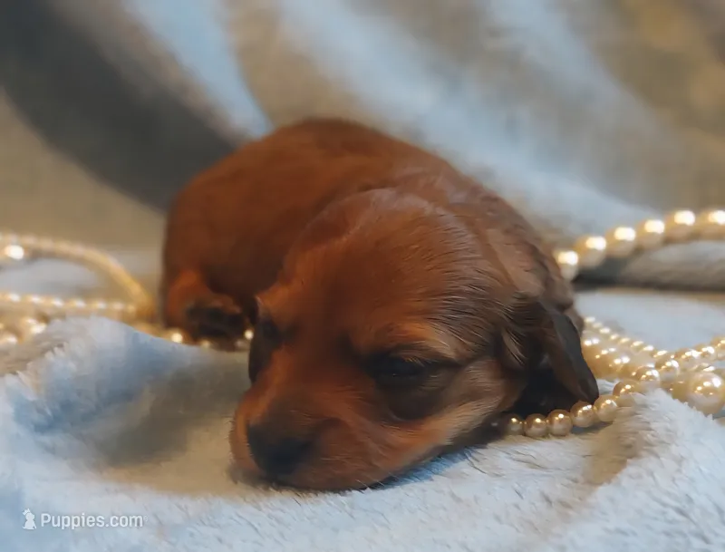 Honey Bear  – Miniature Dachshund puppy for sale in Greensboro, NC