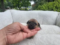 Savannah, a female Chinese Crested for sale in Greensboro, NC – 4 of 8