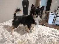 🍪 Cookie, a male Chihuahua for sale in Greensboro, NC – 4 of 5