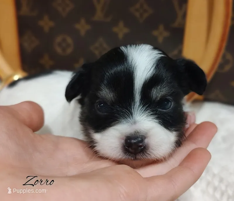 Zorro – Chihuahua puppy for sale in Greensboro, NC