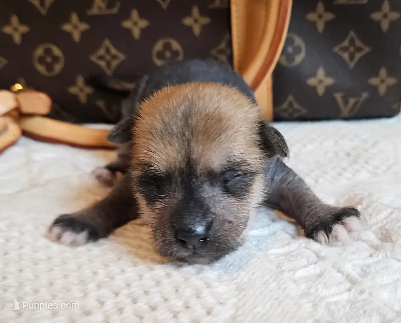 Chio – Chihuahua, Chinese Crested puppy for sale in Greensboro, NC