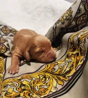 Honey, a female Miniature Dachshund for sale in Greensboro, NC – 2 of 4