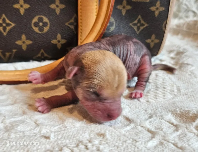 Pumpkin  – Chinese Crested puppy for sale in Greensboro, NC
