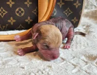 Pumpkin , a male Chinese Crested for sale in Greensboro, NC – 1 of 5
