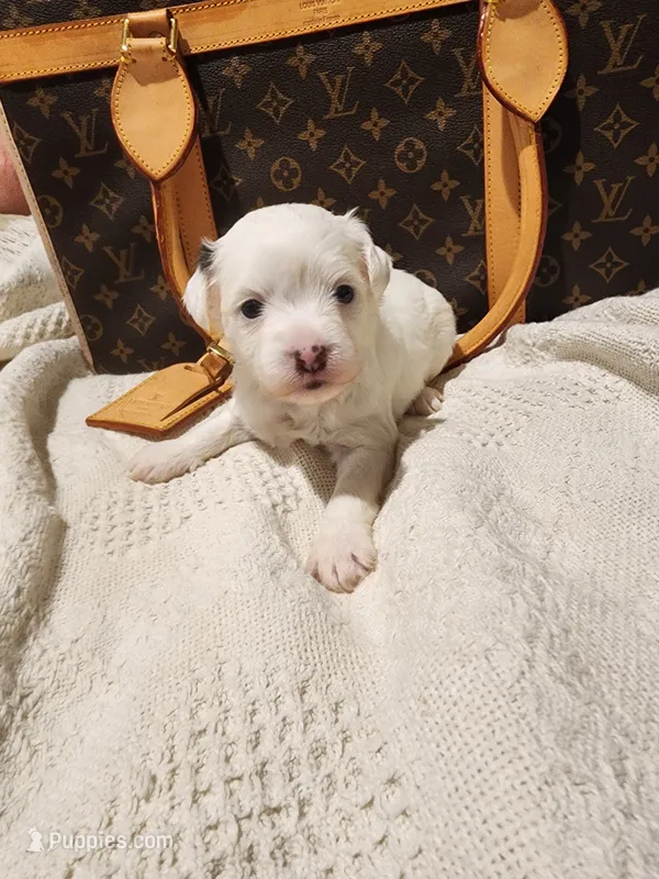 Spot – Chihuahua, Chinese Crested puppy for sale in Greensboro, NC