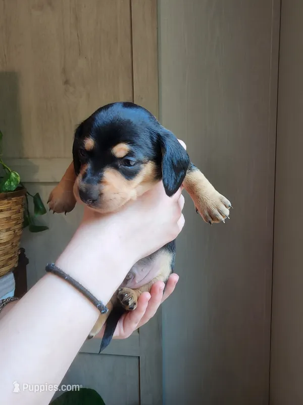 Bentley  – Miniature Dachshund puppy for sale in Greensboro, NC