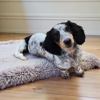 Elsa, a female Miniature Dachshund for sale in Greensboro, NC – 6 of 6