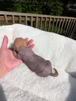 Peanut 🥜 , a female Chihuahua and Chinese Crested for sale in Greensboro, NC – 9 of 10