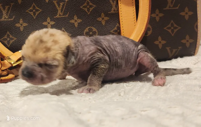 Spice – Chihuahua, Chinese Crested puppy for sale in Greensboro, NC