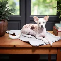 Dumping , a male Chihuahua and Chinese Crested for sale in Greensboro, NC – 4 of 5