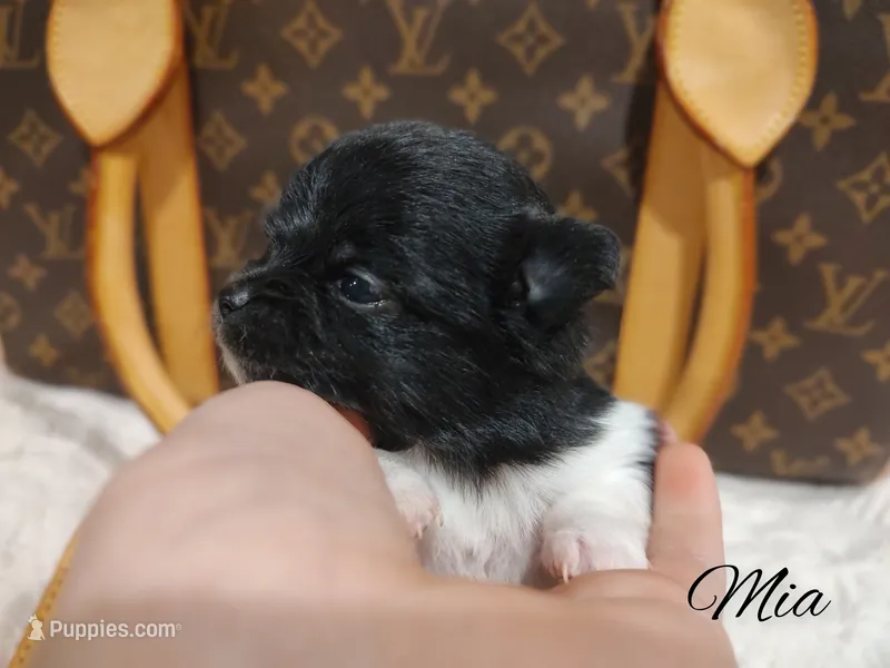 Mia – Chihuahua puppy for sale in Greensboro, NC