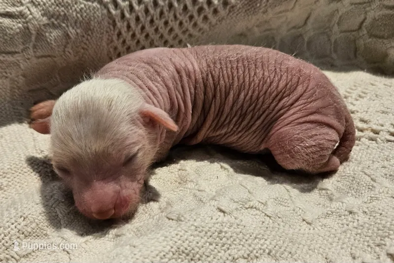 Goose – Chihuahua, Chinese Crested puppy for sale in Greensboro, NC