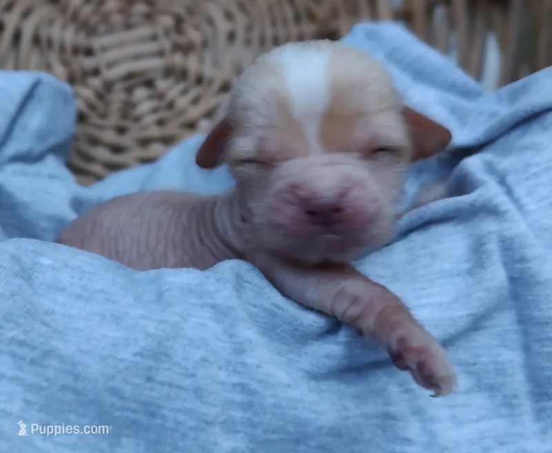 Prada – Chinese Crested puppy for sale in Greensboro, NC