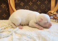 Ice , a female Chihuahua and Chinese Crested for sale in Greensboro, NC – 1 of 5