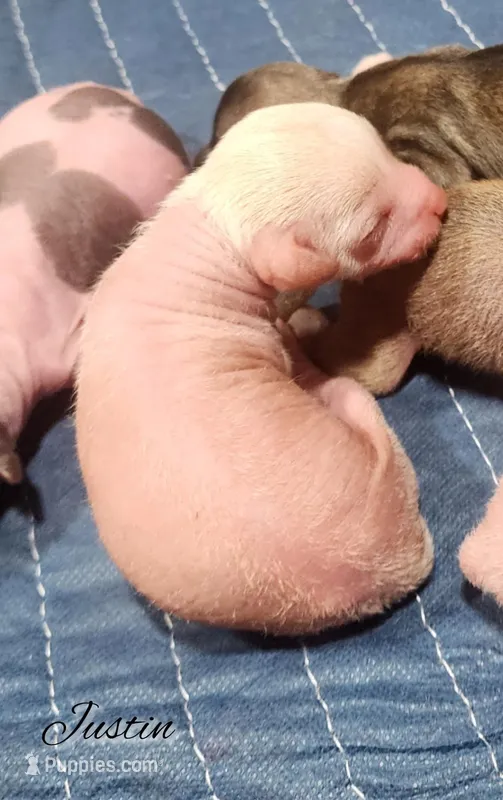 Chinese Crested Chihuahua Puppy (Male) – Toy Size | Ready May | NC – Chihuahua, Chinese Crested puppy for sale in Greensboro, NC