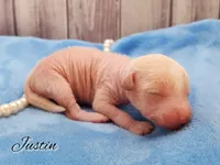 Chinese Crested Chihuahua Puppy (Male) – Toy Size | Ready May | NC, a male Chihuahua and Chinese Crested for sale in Greensboro, NC – Photo 2 of 8